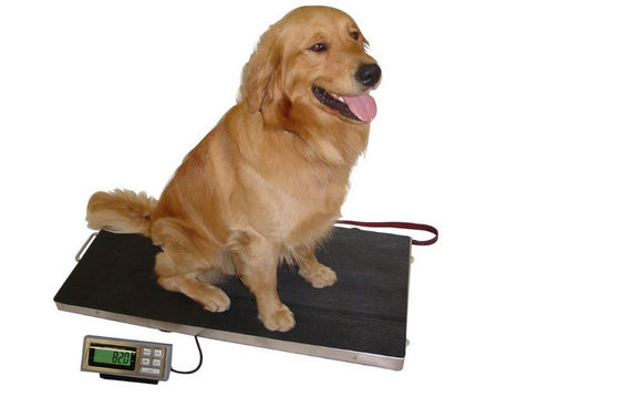 Stainless Steel 304 Base Platter 150kg Timbangan Anjing